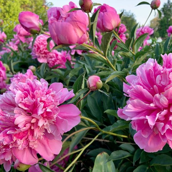 Peonies