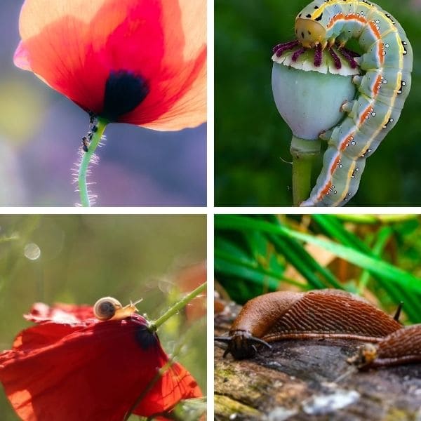 Pests attack poppy flowers