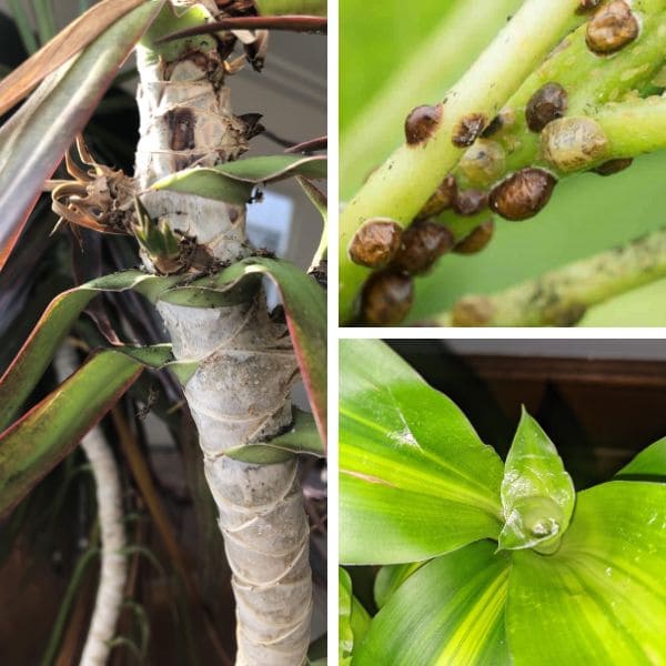 Pests on Mass Cane