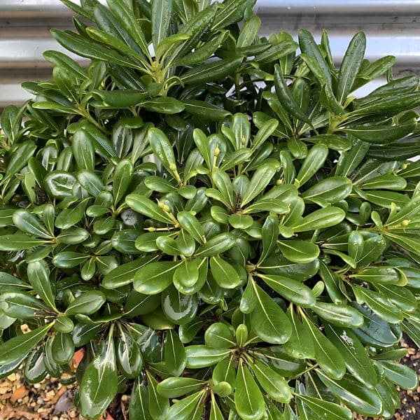 Pittosporum