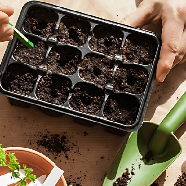 Planting Foxtail Fern From Seeds