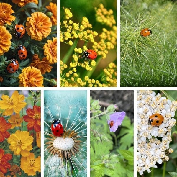 Planting flowers and plants that attract ladybugs