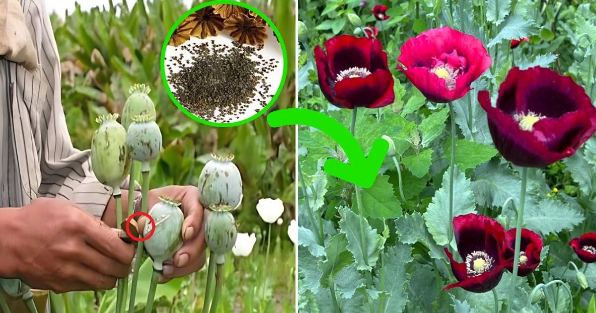 Full Guide on How to Grow Poppy Flowers