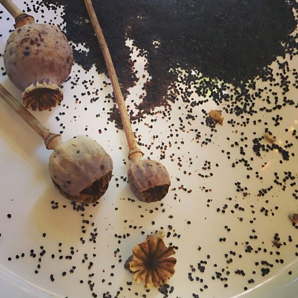Poppy Seeds and Pods