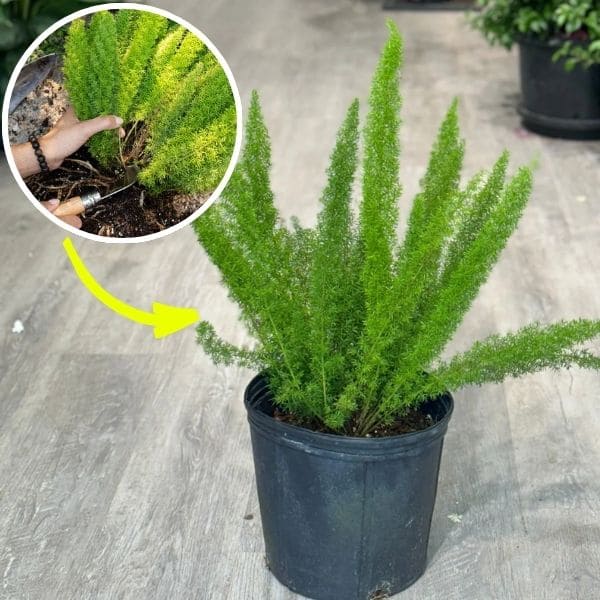 Propagation Foxtail Ferns From Division