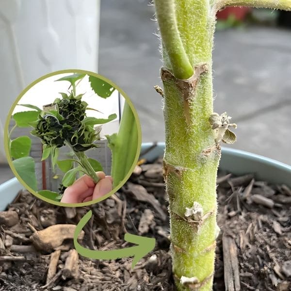 Propagation from Cuttings