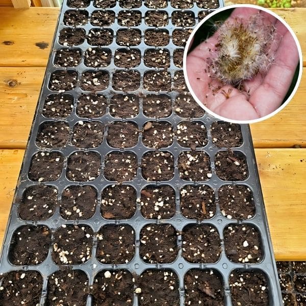 Propagation from Seeds
