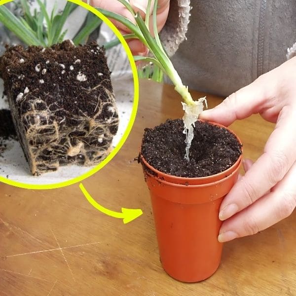 Propagation from root division