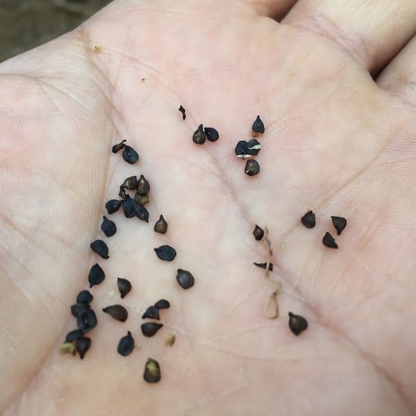 Propagation from seeds