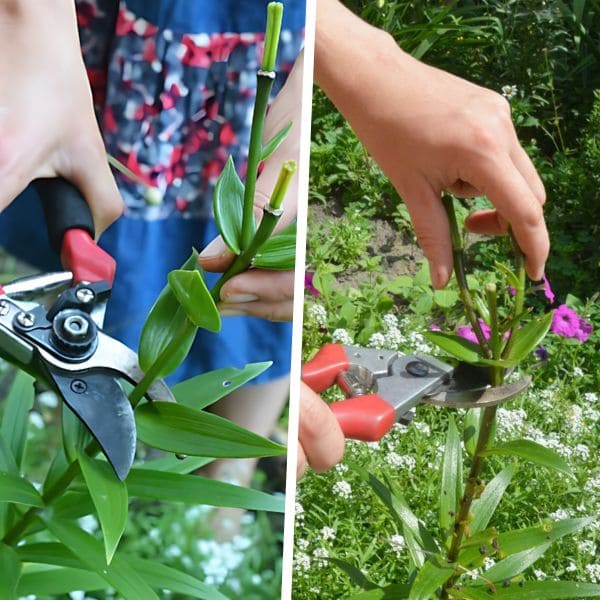 Pruning and Deadheading