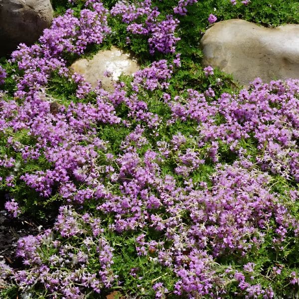 Purple Carpet