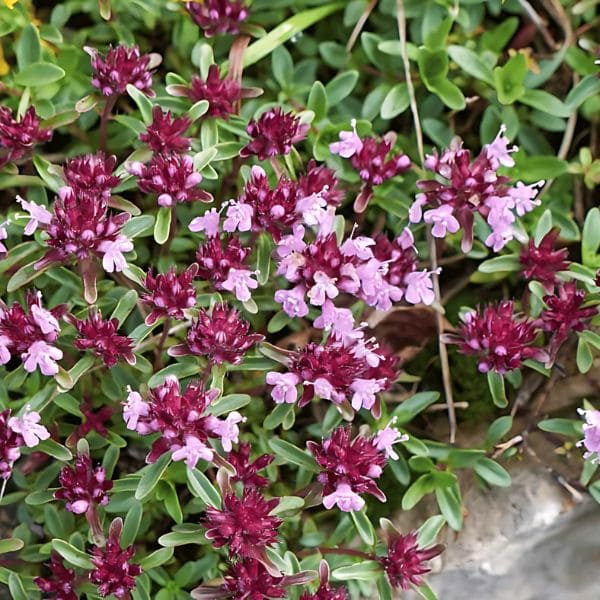 Red Creeping Thyme