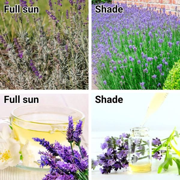 Reducing Flowering and Essential Oil Production