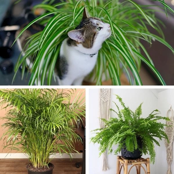 Safe Plant Alternatives for Cat Owners