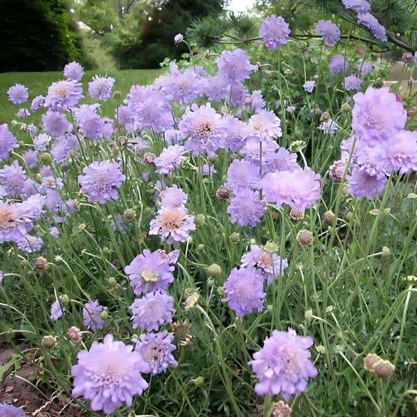 Scabiosa