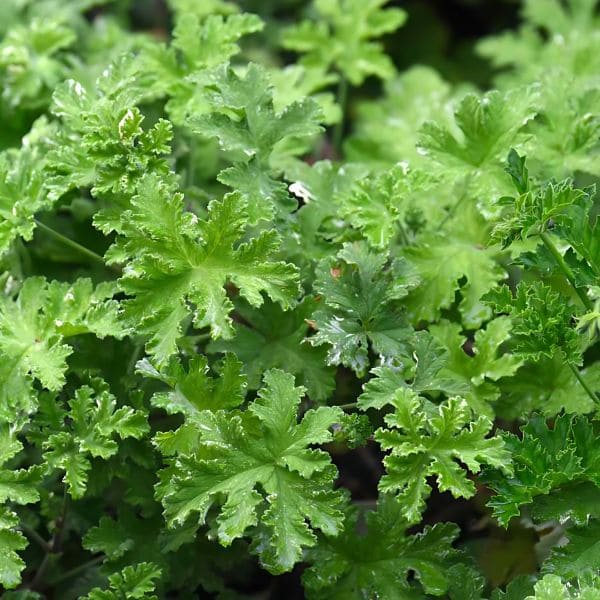 Scented Geranium