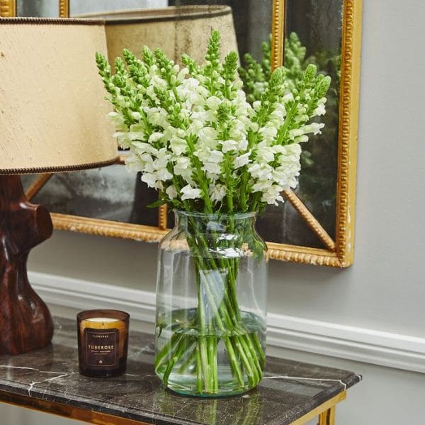 Snapdragons in Vase