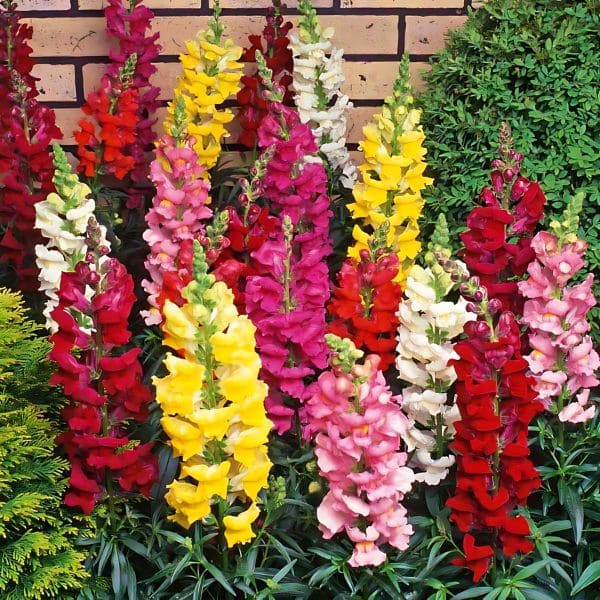 Snapdragons