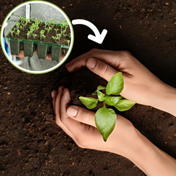Start Seedlings Indoors and Transplant