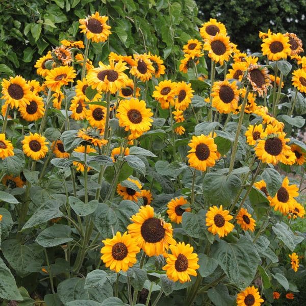 Sunflowers