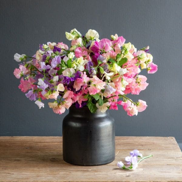 Sweet Peas in Vase