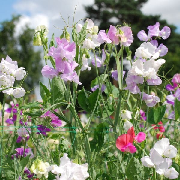 Sweet Peas