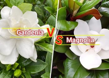 Gardenia vs Magnolia: The Differences Between These Flowers The Differences Between Gardenia vs Magnolia