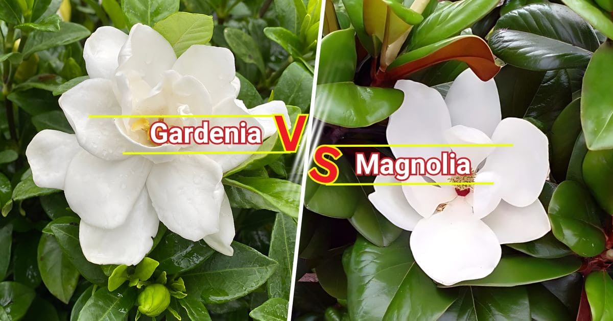 Gardenia vs Magnolia: The Differences Between These Flowers