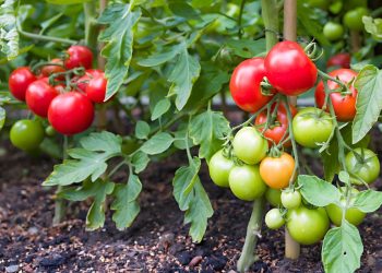 How Deep Do Tomato Roots Grow Tomato Root Depth