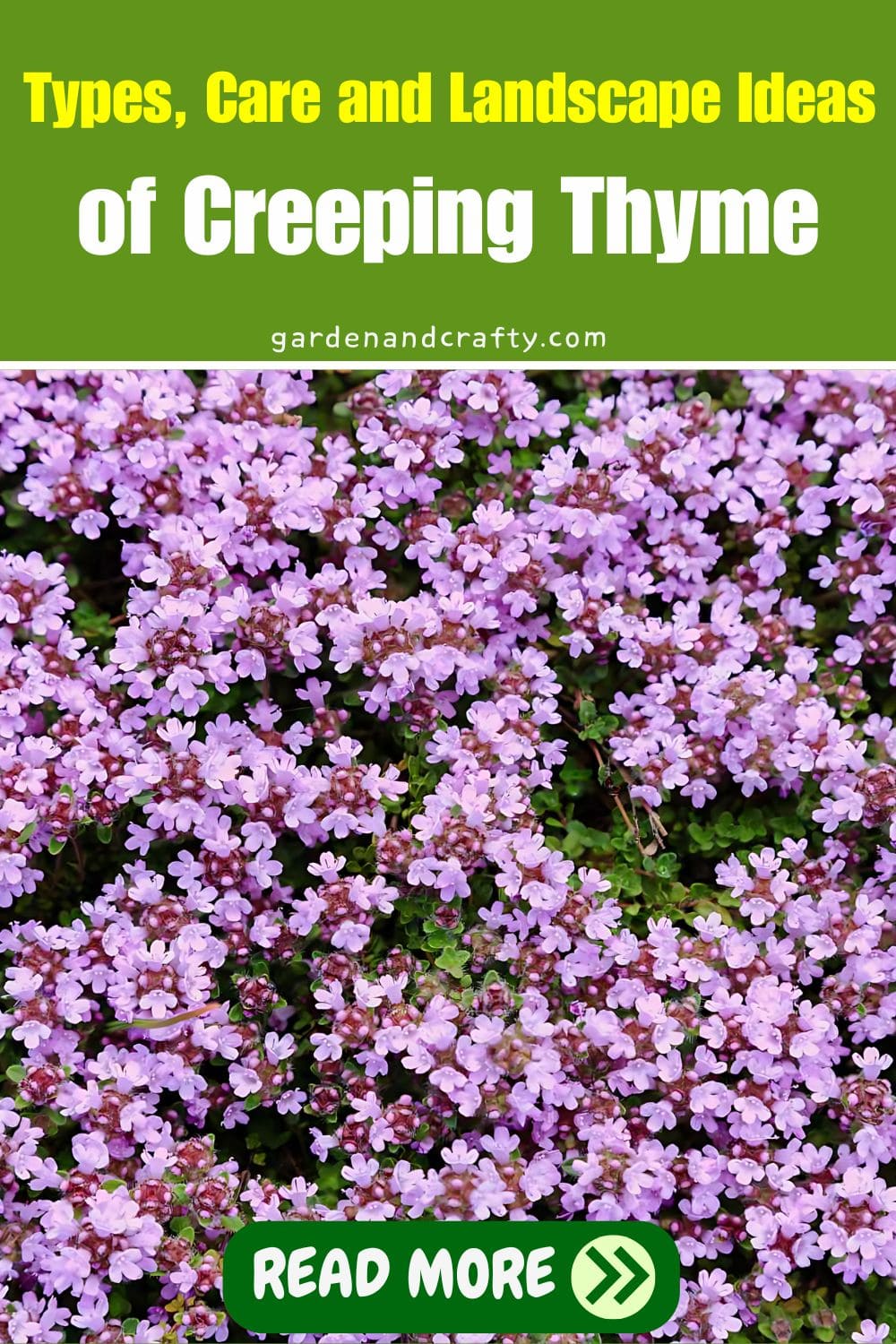 Types, Care and Landscape Ideas of Creeping Thyme