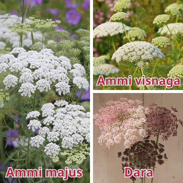 Types of Ammi Flowers