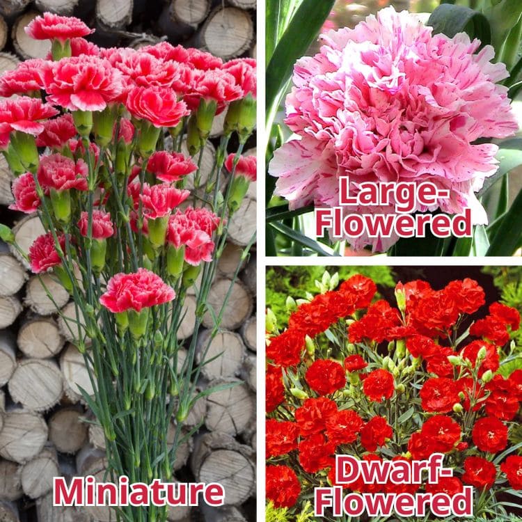 Types of Carnation Flowers