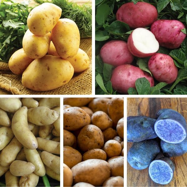 Types of Potato