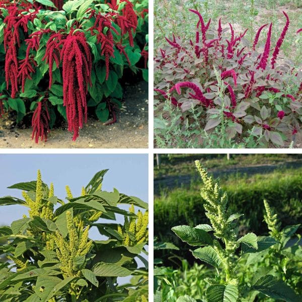 Varieties of Amaranth Plant