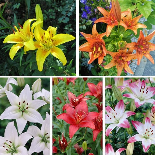 Varieties of Asiatic Lilies