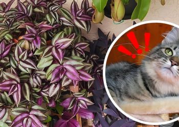 Is Wandering Jew Toxic To Cats? Wandering Jew Toxic To Cats