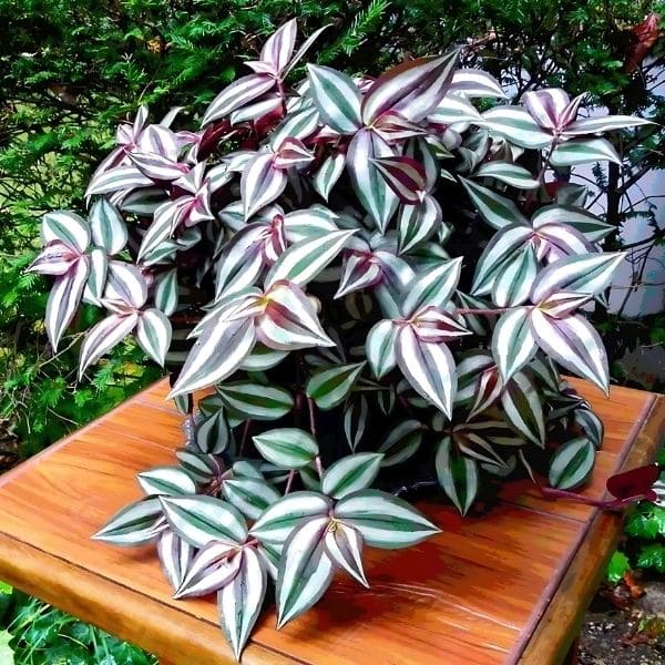 Wandering Jew