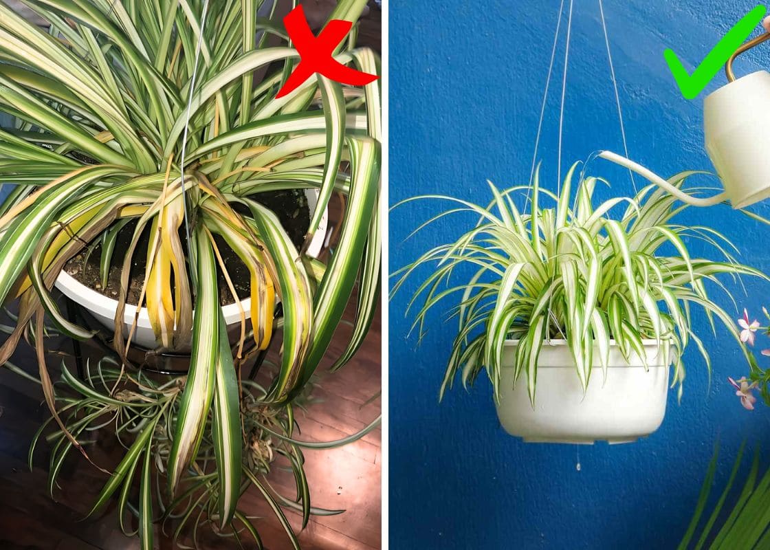 Watering Spider Plant: When, How Often, and How Much Is Needed