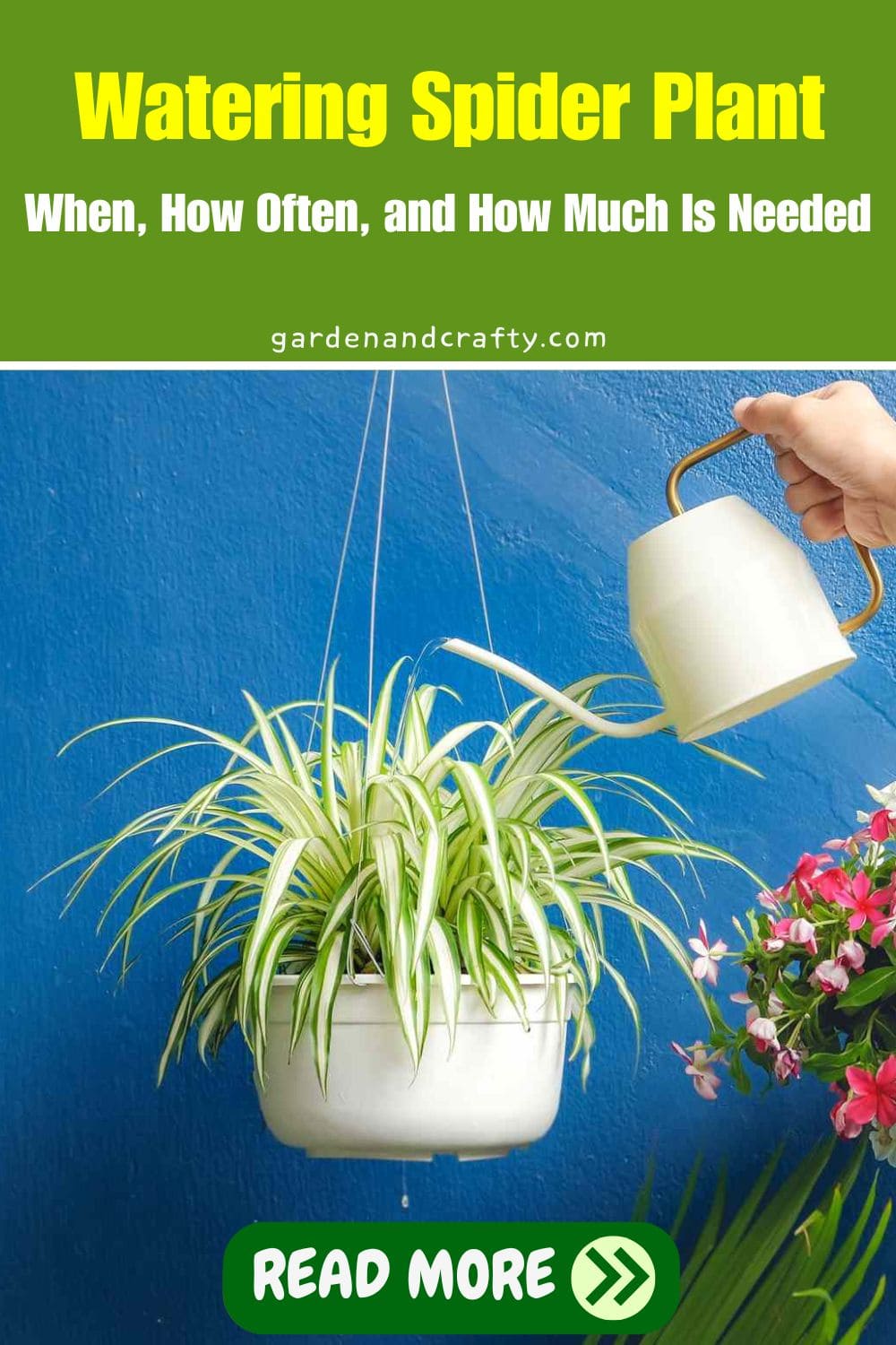 Watering Spider Plant: When, How Often, and How Much Is Needed