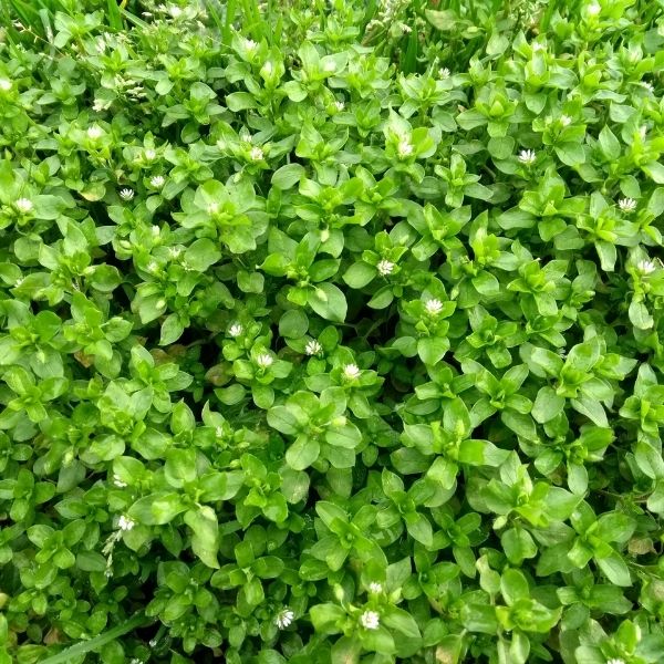 What is Chickweed?