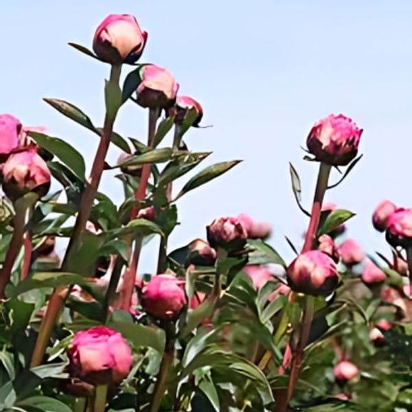 When to Cut Peonies
