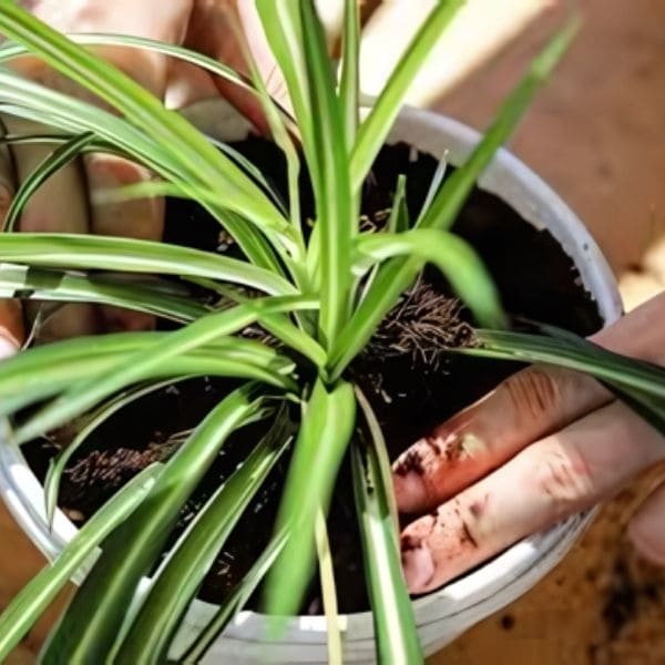 When to Water Spider Plants?