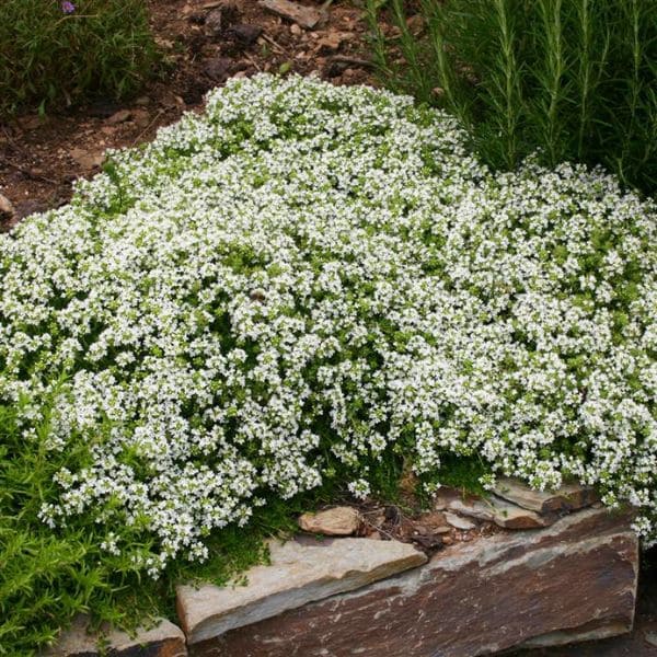 White Creeping Thyme