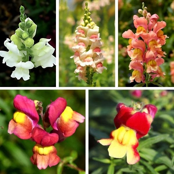 Why Do Snapdragons Come Back With Different Colors?
