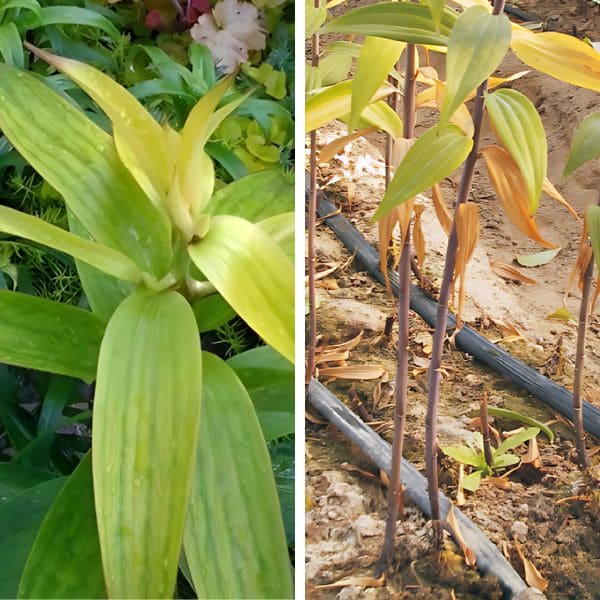 Yellow Leaves