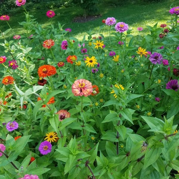 Zinnias