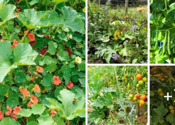 20 Best Companion Plants for Zucchini Zucchini Companion Plants