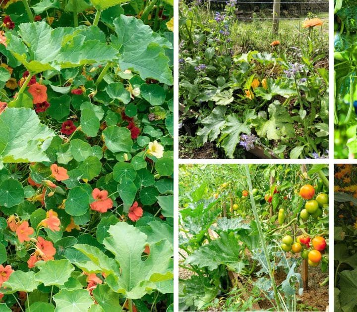 20 Best Companion Plants for Zucchini