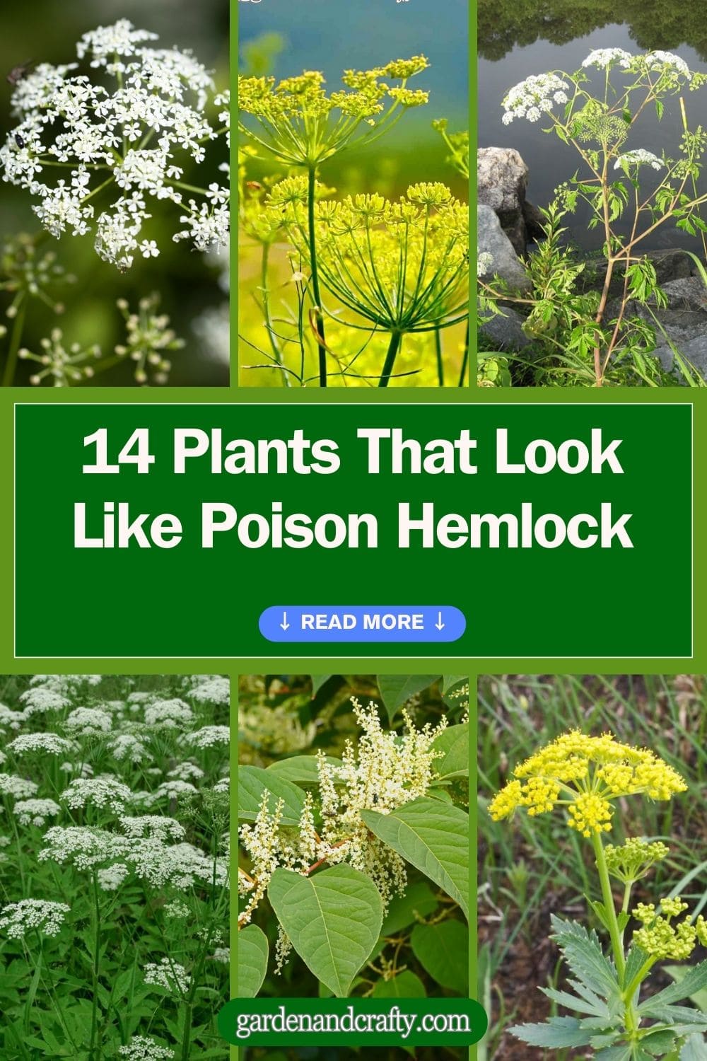 14 Plants That Look Like Poison Hemlock