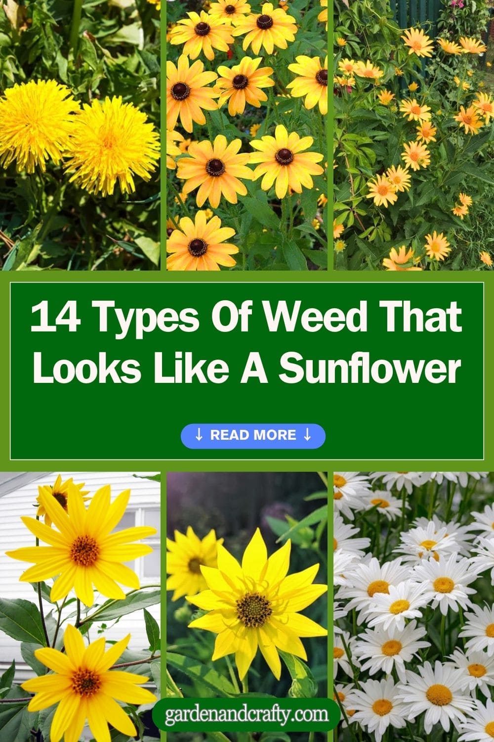 14 Types Of Weed That Looks Like A Sunflower